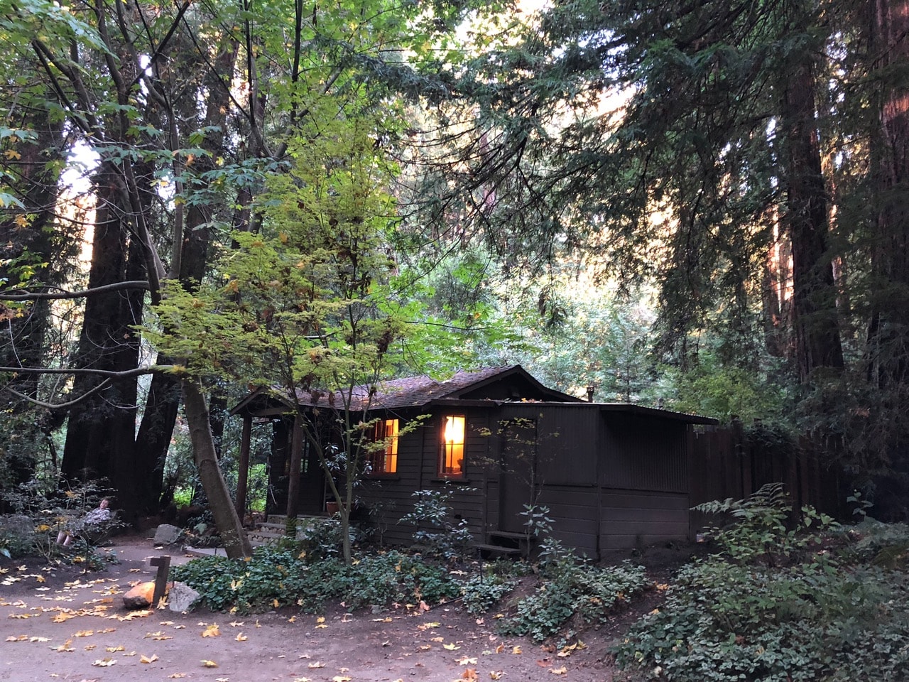 A cozy cabin nestled among tall forest trees